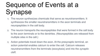 Sequence of Events at a
Synapse
1) The neuron synthesizes chemicals that serve as neurotransmitters. It
synthesizes the smaller neurotransmitters in the axon terminals and
neuropeptides in the cell body.
2) The neuron transports the neuropeptides that were formed in the cell body
to the axon terminals or to the dendrites. (Neuropeptides are released from
multiple sites in the cell.)
3) Action potentials travel down the axon. At the presynaptic terminal, an
action potential enables calcium to enter the cell. Calcium releases
neurotransmitters from the terminals (exocytosis) and into the synaptic
cleft.
 