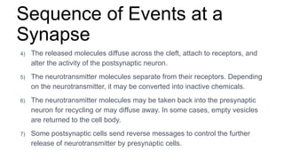 Sequence of Events at a
Synapse
4) The released molecules diffuse across the cleft, attach to receptors, and
alter the activity of the postsynaptic neuron.
5) The neurotransmitter molecules separate from their receptors. Depending
on the neurotransmitter, it may be converted into inactive chemicals.
6) The neurotransmitter molecules may be taken back into the presynaptic
neuron for recycling or may diffuse away. In some cases, empty vesicles
are returned to the cell body.
7) Some postsynaptic cells send reverse messages to control the further
release of neurotransmitter by presynaptic cells.
 