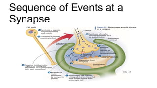 Sequence of Events at a
Synapse
 