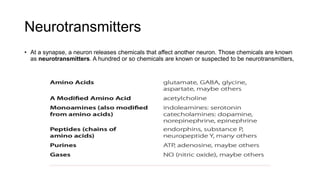 Neurotransmitters
• At a synapse, a neuron releases chemicals that affect another neuron. Those chemicals are known
as neurotransmitters. A hundred or so chemicals are known or suspected to be neurotransmitters,
 