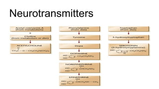 Neurotransmitters
 