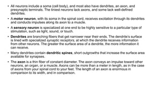 • All neurons include a soma (cell body), and most also have dendrites, an axon, and
presynaptic terminals. The tiniest neurons lack axons, and some lack well-defined
dendrites.
• A motor neuron, with its soma in the spinal cord, receives excitation through its dendrites
and conducts impulses along its axon to a muscle.
• A sensory neuron is specialized at one end to be highly sensitive to a particular type of
stimulation, such as light, sound, or touch.
• Dendrites are branching fibers that get narrower near their ends. The dendrite’s surface
is lined with specialized synaptic receptors, at which the dendrite receives information
from other neurons. The greater the surface area of a dendrite, the more information it
can receive.
• Many dendrites contain dendritic spines, short outgrowths that increase the surface area
available for synapses.
• The axon is a thin fiber of constant diameter. The axon conveys an impulse toward other
neurons, an organ, or a muscle. Axons can be more than a meter in length, as in the case
of axons from your spinal cord to your feet. The length of an axon is enormous in
comparison to its width, and in comparison.
 