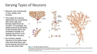 Varying Types of Neurons
• Neurons vary enormously
in size, shape, and
function.
• The shape of a neuron
determines its connections
with other cells and
thereby determines its
function. For example, the
widely branching dendrites
of the Purkinje cell in the
cerebellum enable it to
receive input from up to
200,000 other neurons.
• By contrast, bipolar
neurons in the retina have
only short branches, and
some receive input from as
few as two other cells.
 