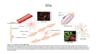 Glia
 