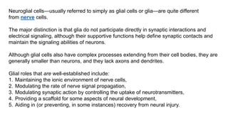 Neuroglial cells—usually referred to simply as glial cells or glia—are quite different
from nerve cells.
The major distinction is that glia do not participate directly in synaptic interactions and
electrical signaling, although their supportive functions help define synaptic contacts and
maintain the signaling abilities of neurons.
Although glial cells also have complex processes extending from their cell bodies, they are
generally smaller than neurons, and they lack axons and dendrites.
Glial roles that are well-established include:
1. Maintaining the ionic environment of nerve cells,
2. Modulating the rate of nerve signal propagation,
3. Modulating synaptic action by controlling the uptake of neurotransmitters,
4. Providing a scaffold for some aspects of neural development,
5. Aiding in (or preventing, in some instances) recovery from neural injury.
 