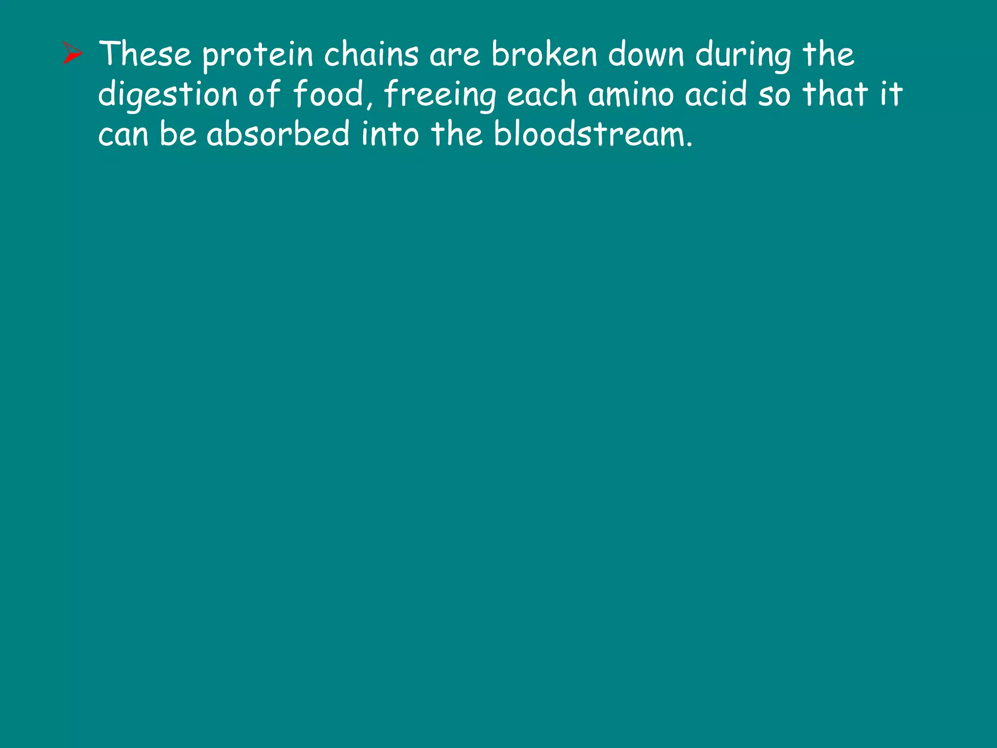  These protein chains are broken down during the
digestion of food, freeing each amino acid so that it
can be absorbed into the bloodstream.
 