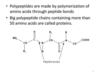 • Polypeptides are made by polymerization of
amino acids through peptide bonds
• Big polypeptide chains containing more than
50 amino acids are called proteins.
12
 
