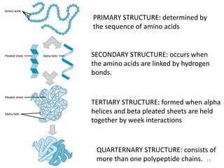 PRIMARY STRUCTURE: determined by
the sequence of amino acids
SECONDARY STRUCTURE: occurs when
the amino acids are linked by hydrogen
bonds.
TERTIARY STRUCTURE: formed when alpha
helices and beta pleated sheets are held
together by week interactions
QUARTERNARY STRUCTURE: consists of
more than one polypeptide chains. 13
 
