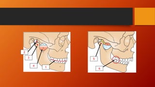 Occclusion Training Introduction to occlusion | PPTX