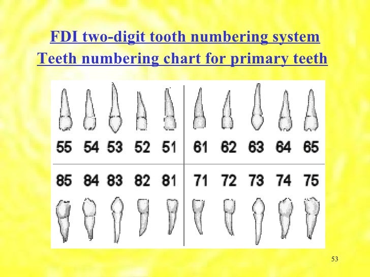 Introduction to operative dentistry part2