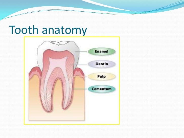 Introduction to Oral Biology