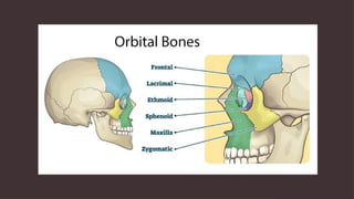 Introduction to Orbital Anatomy Ear Nose and Throat | PPTX