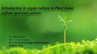 Introduction to organ culture in Plant tissue
culture and root culture.
By, Mithil Shetty
M.Sc biotechnology ,
D.Y. Patil biotechnology & bioinformatics
Insistute, Pune
 