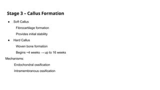Initial Callus Formation Comprehensive Overview of Fracture Classification and Healing in ...