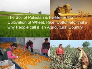 The Soil of Pakistan is Fertile for the
Cultivation of Wheat, Rice, Cotton etc. that’s
why People call it an Agricultural Country
 