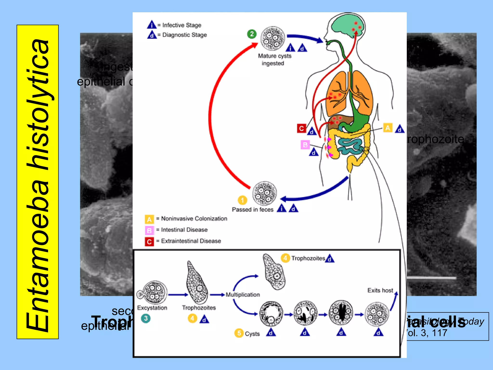 Entamoeba histolytica  Trophozoites engulfing detached epithelial cells ingested epithelial cell trophozoite second epithelial cell Parasitology Today Vol. 3, 117 