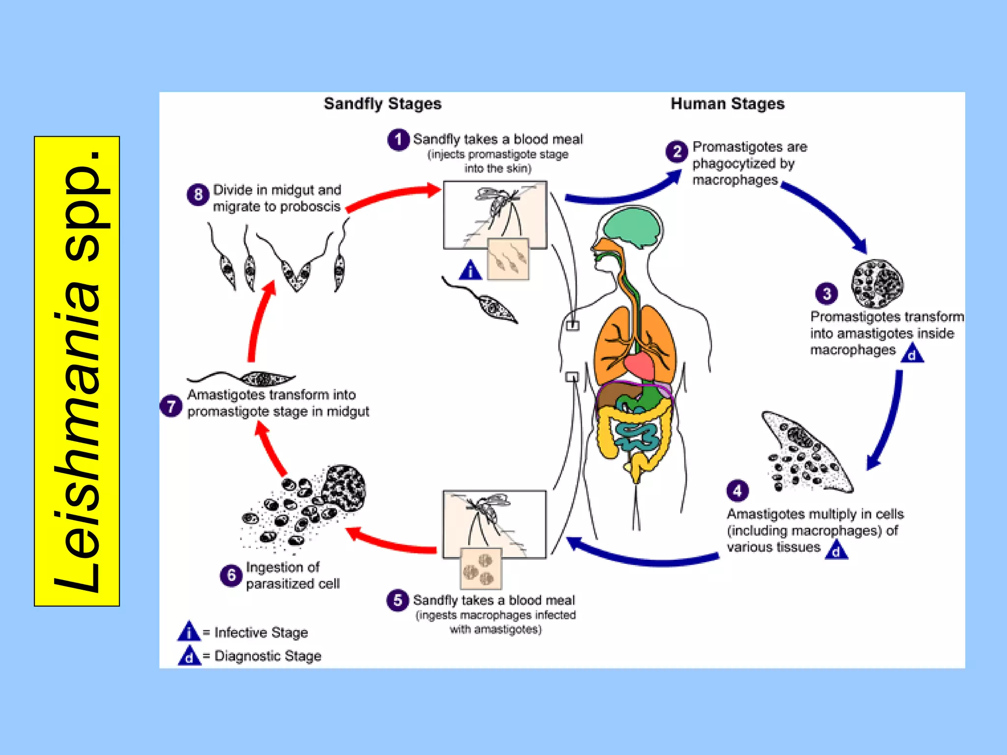 Leishmania  spp. 