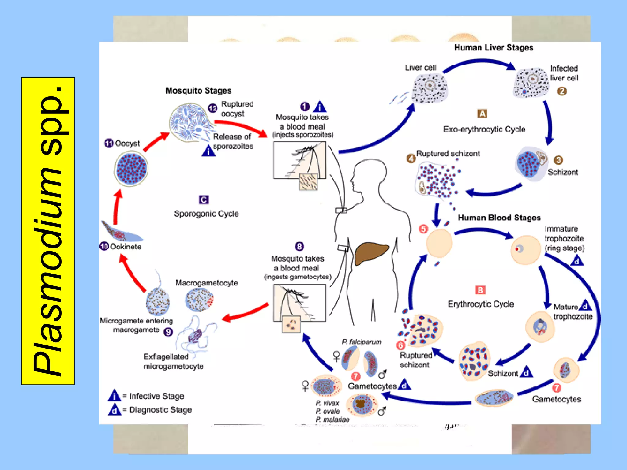 Plasmodium  spp. 