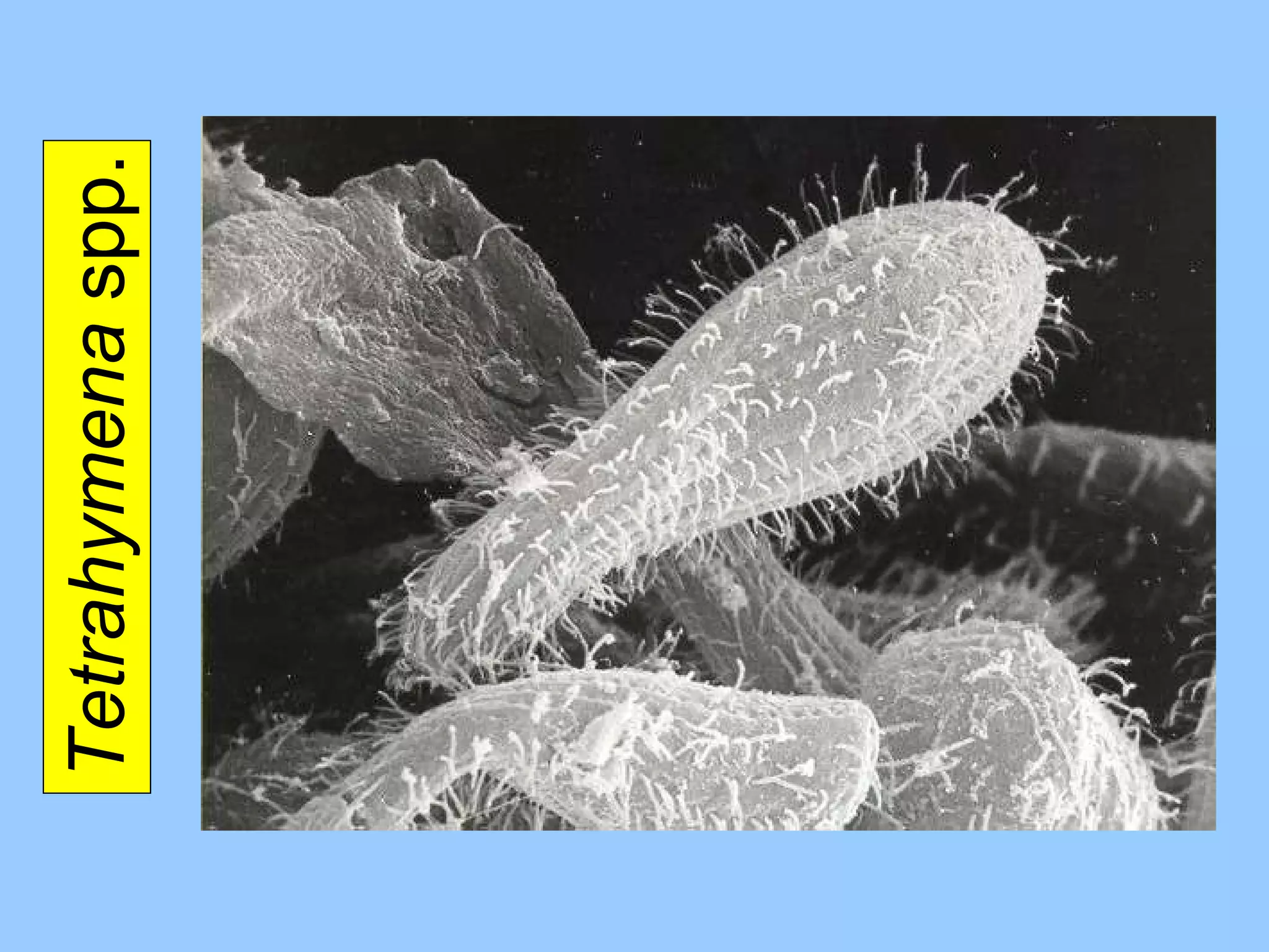 Tetrahymena  spp. 