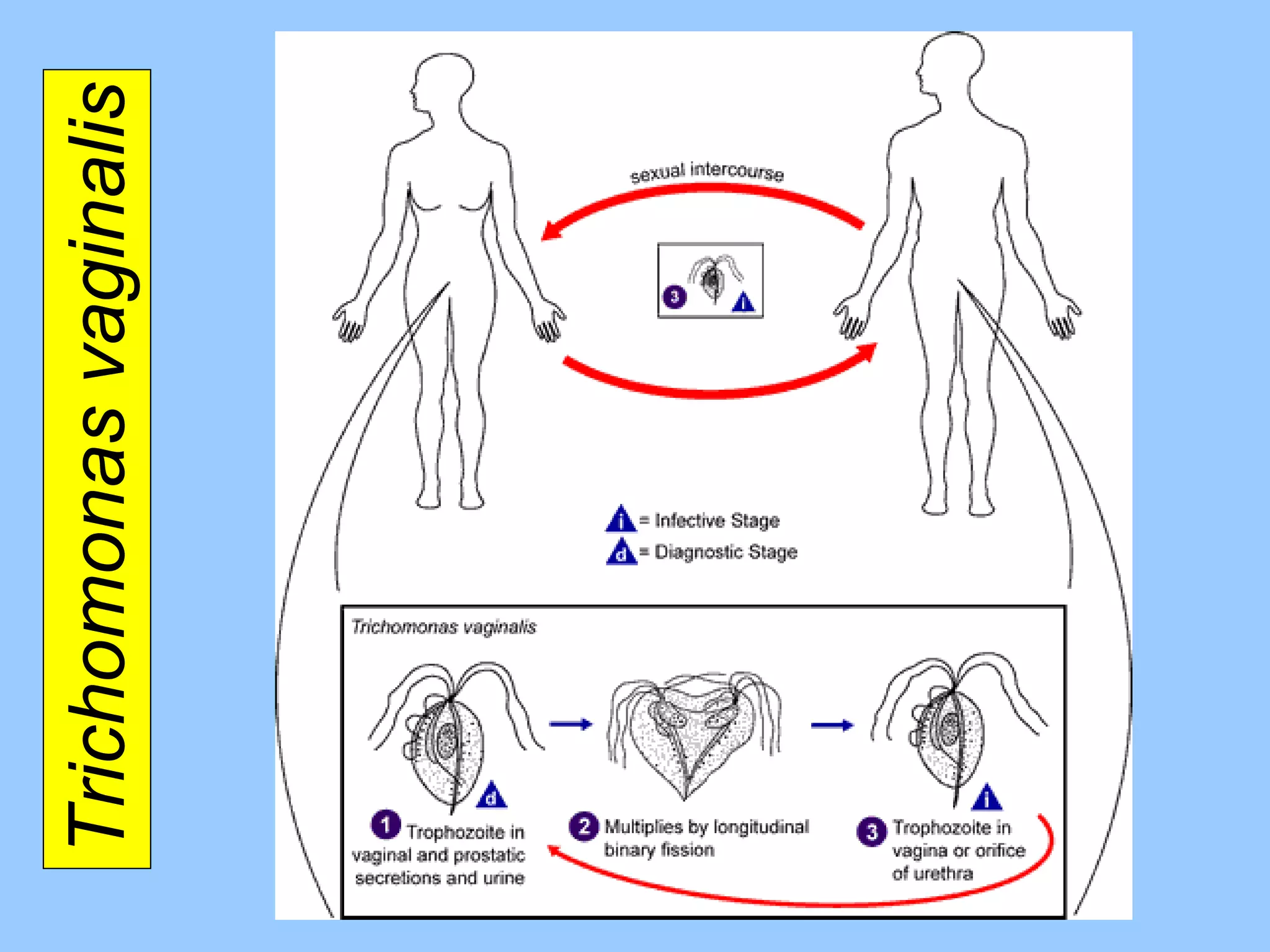 Trichomonas vaginalis 