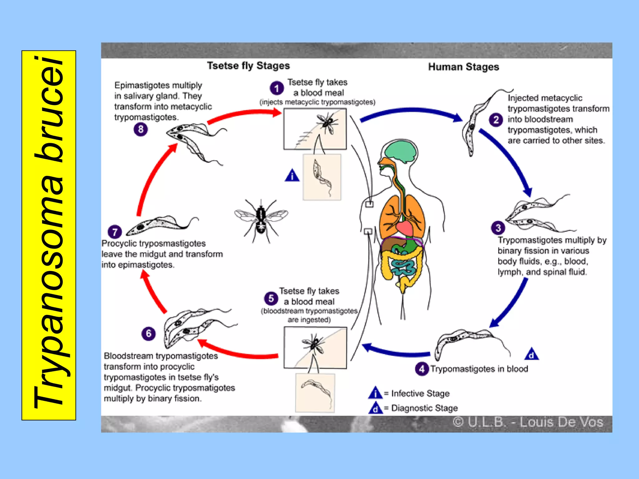 Trypanosoma brucei 