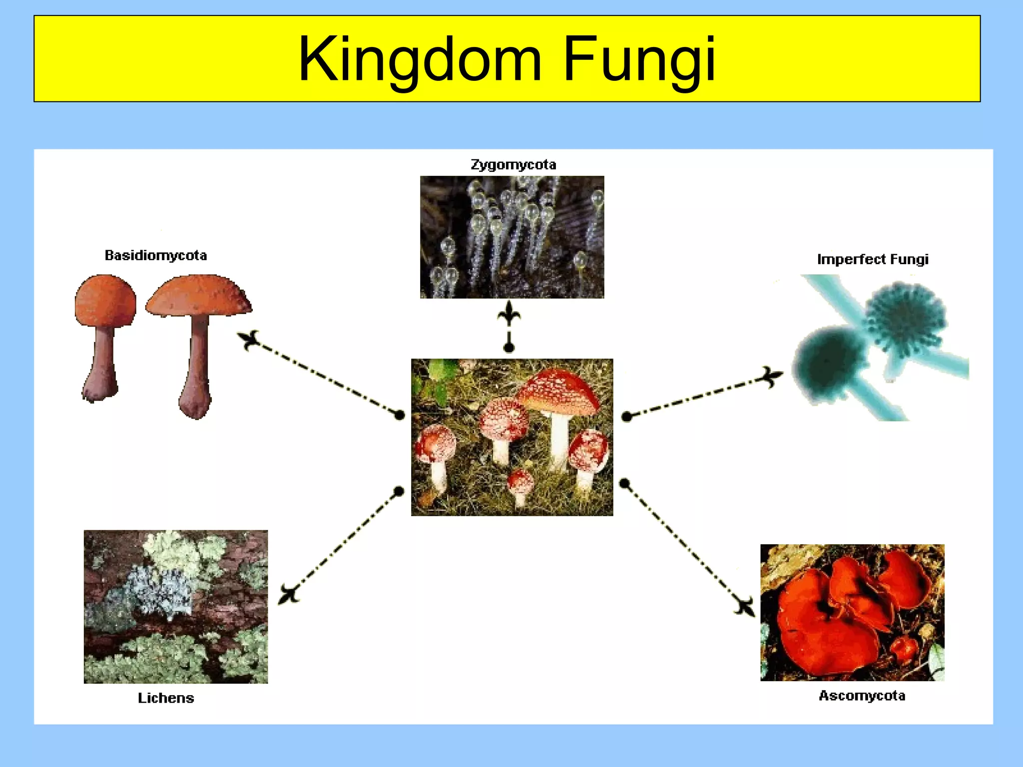 Kingdom Fungi 