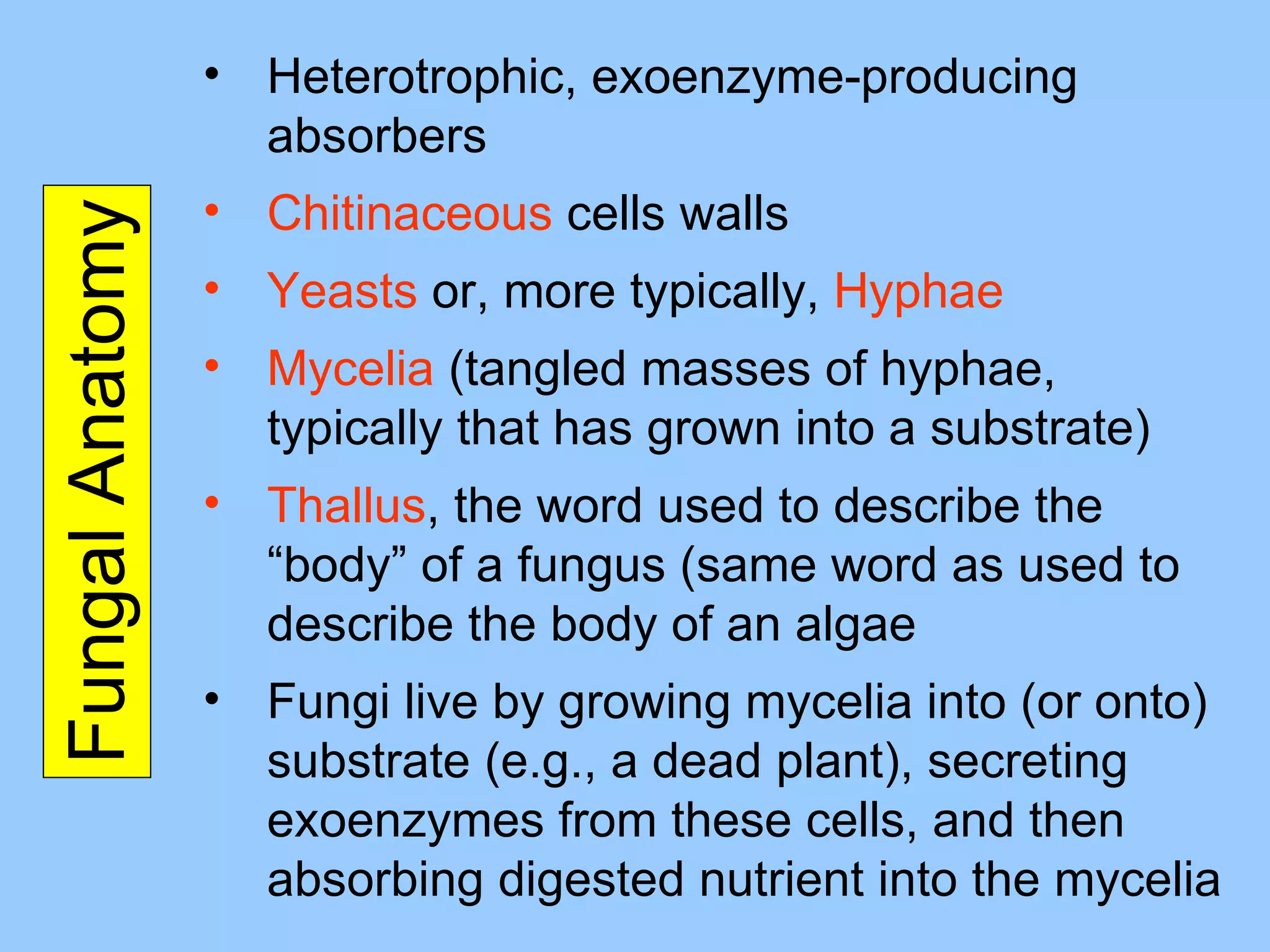 Fungal Anatomy Heterotrophic, exoenzyme-producing absorbers Chitinaceous  cells walls Yeasts  or, more typically,  Hyphae Mycelia  (tangled masses of hyphae, typically that has grown into a substrate) Thallus , the word used to describe the “body” of a fungus (same word as used to describe the body of an algae Fungi live by growing mycelia into (or onto) substrate (e.g., a dead plant), secreting exoenzymes from these cells, and then absorbing digested nutrient into the mycelia   