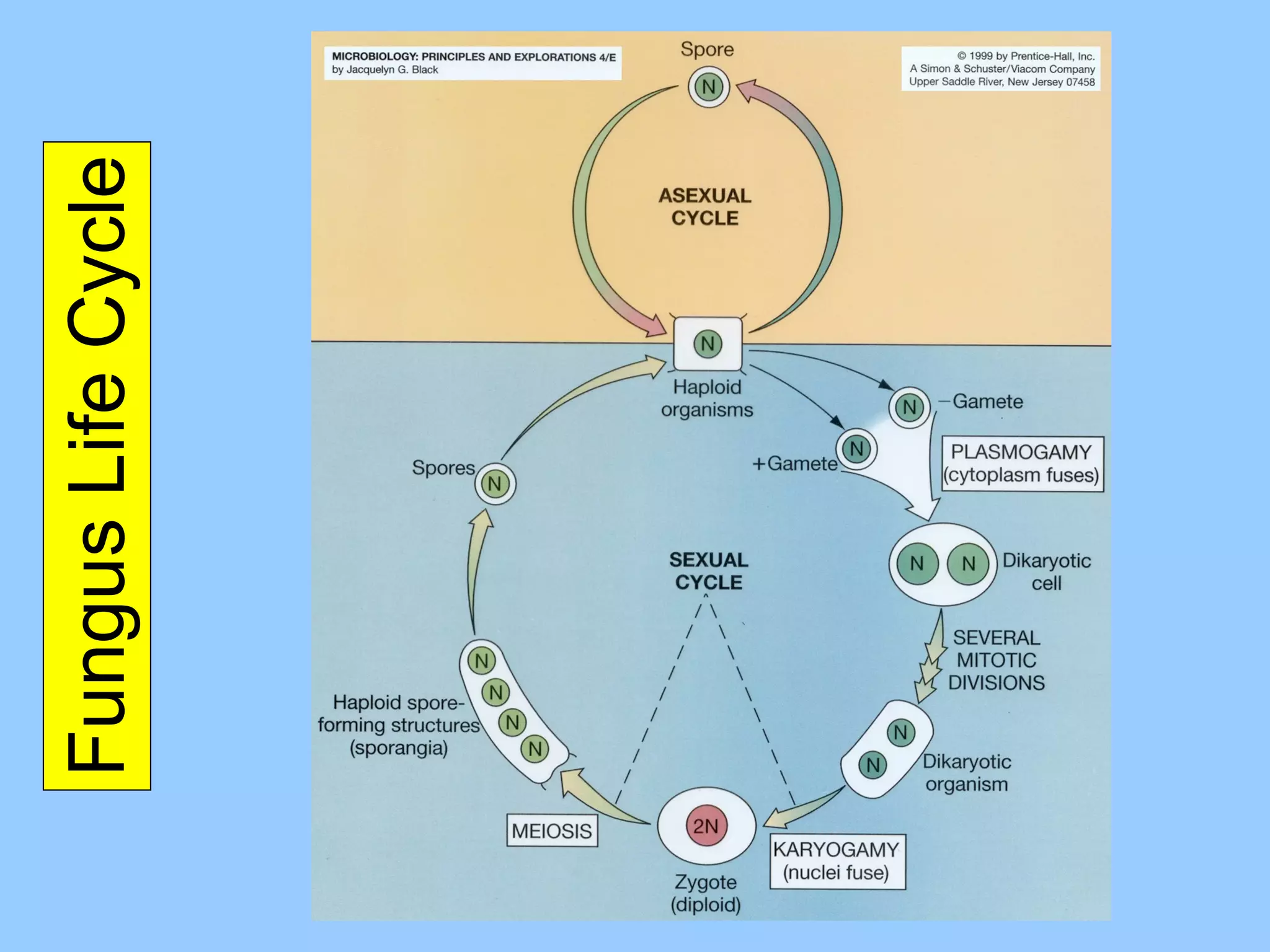 Fungus Life Cycle 