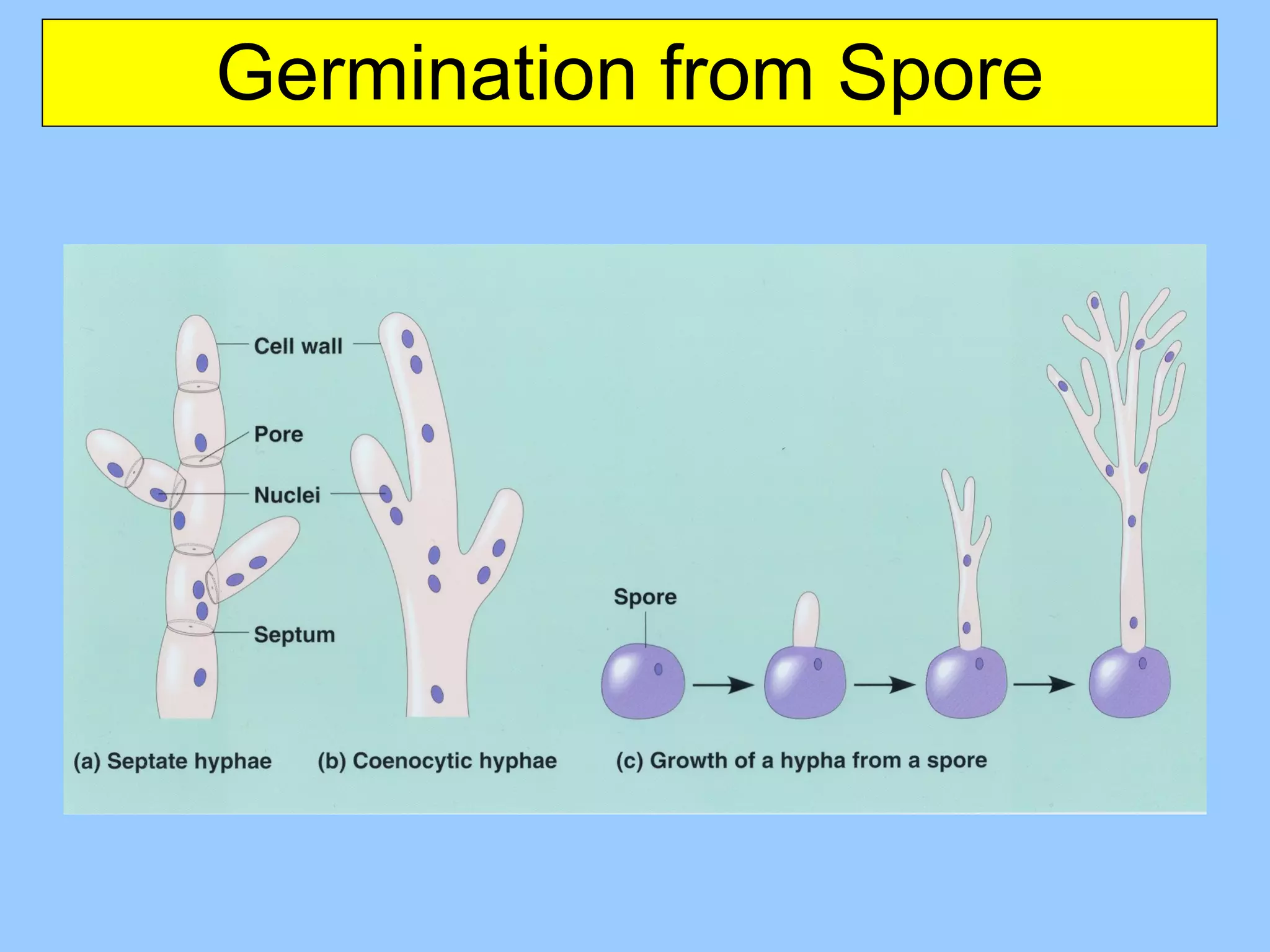 Germination from Spore 