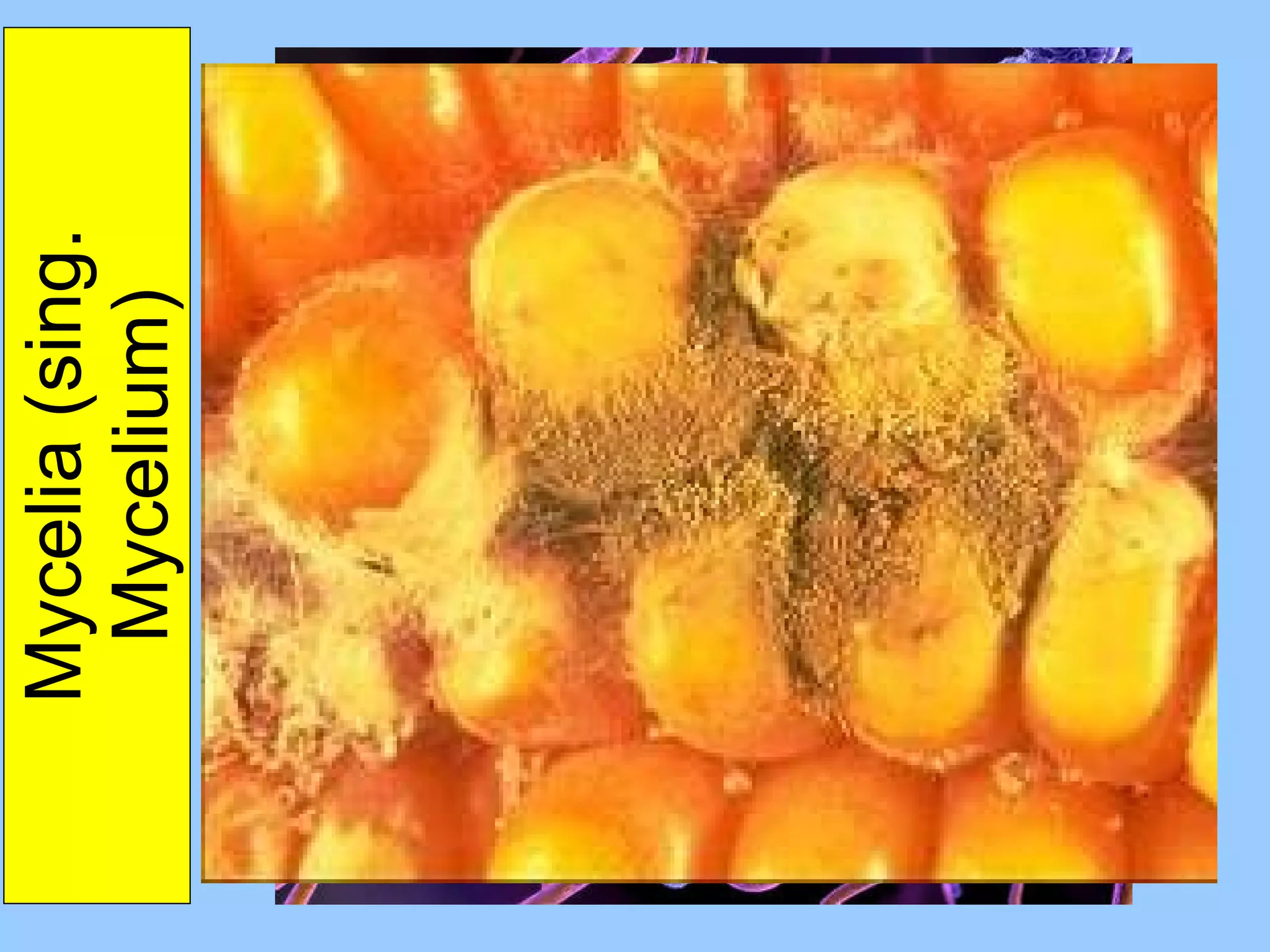 Mycelia (sing. Mycelium) 