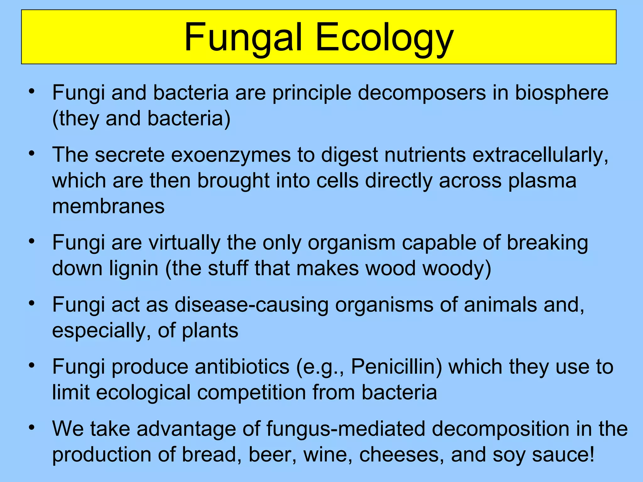 Fungal Ecology Fungi and bacteria are principle decomposers in biosphere (they and bacteria) The secrete exoenzymes to digest nutrients extracellularly, which are then brought into cells directly across plasma membranes Fungi are virtually the only organism capable of breaking down lignin (the stuff that makes wood woody) Fungi act as disease-causing organisms of animals and, especially, of plants Fungi produce antibiotics (e.g., Penicillin) which they use to limit ecological competition from bacteria We take advantage of fungus-mediated decomposition in the production of bread, beer, wine, cheeses, and soy sauce! 