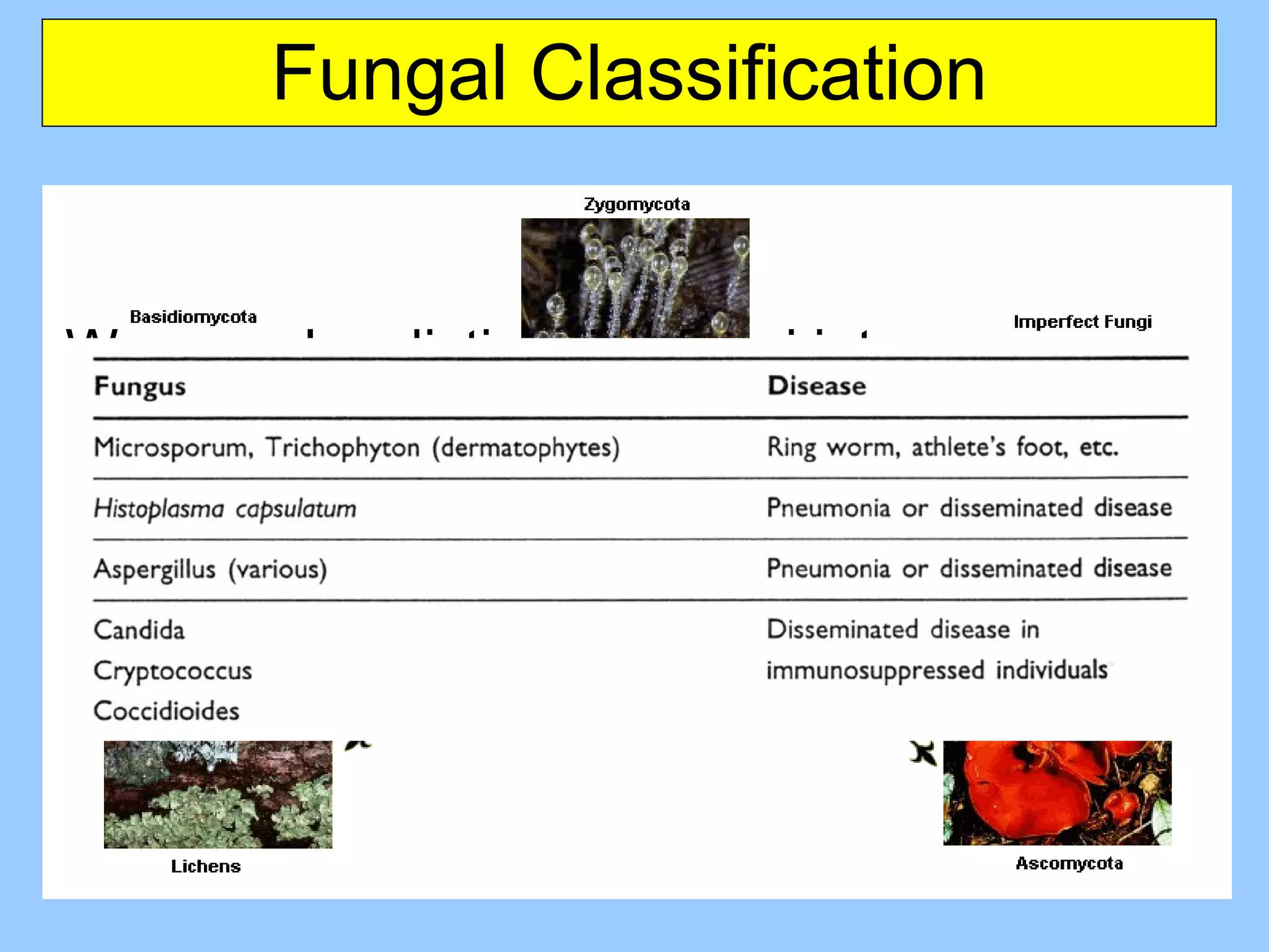 Fungal Classification We can also distinguish fungi into: Yeasts (single-celled fungi) Molds (filamentous, asexual fungi) Macrofungi (macroscopic fruiting bodies supported by mycelia and hyphae) 
