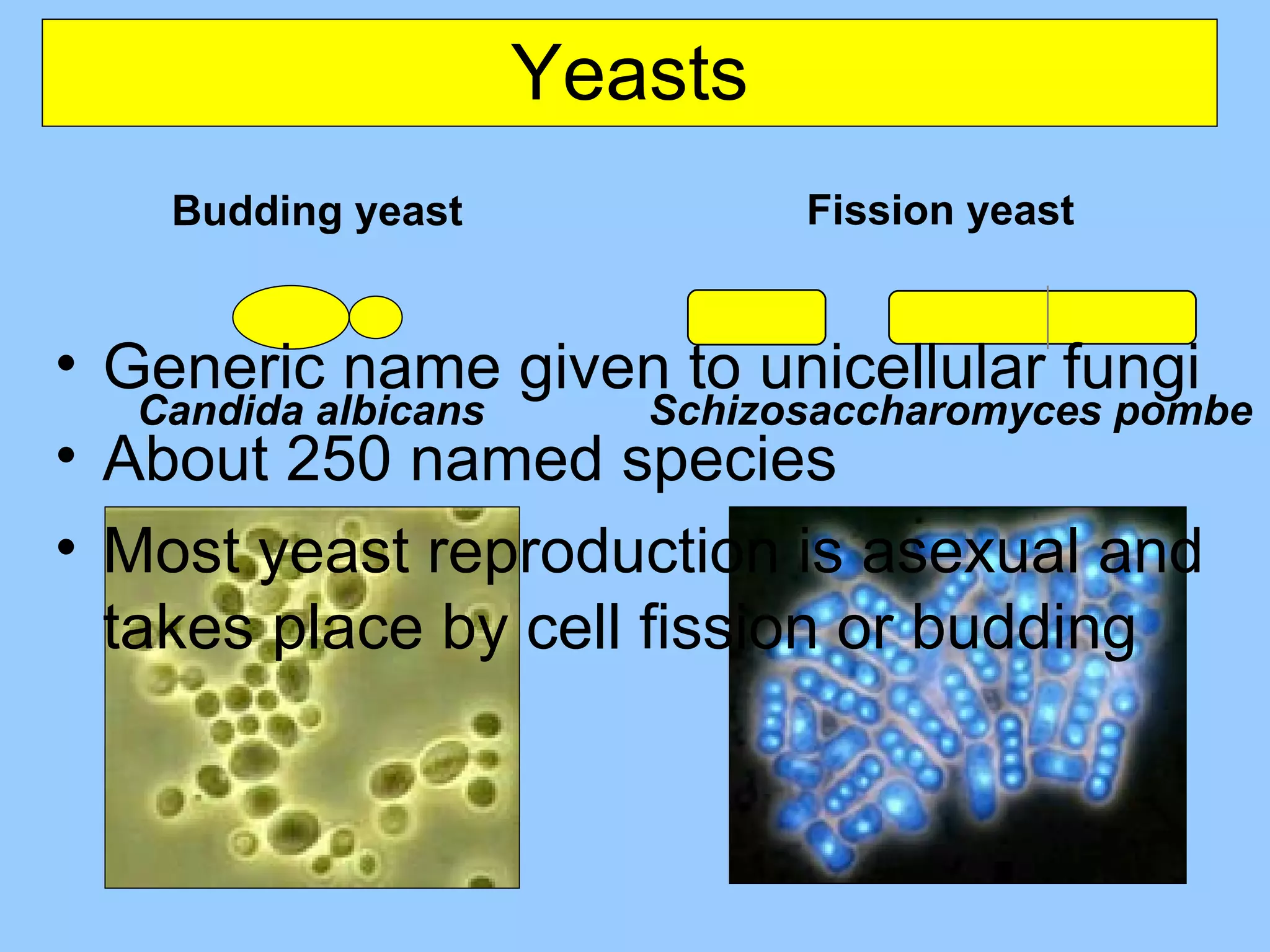 Yeasts Generic name given to unicellular fungi About 250 named species Most yeast reproduction is asexual and takes place by cell fission or budding Candida albicans Budding yeast Schizosaccharomyces pombe Fission yeast 