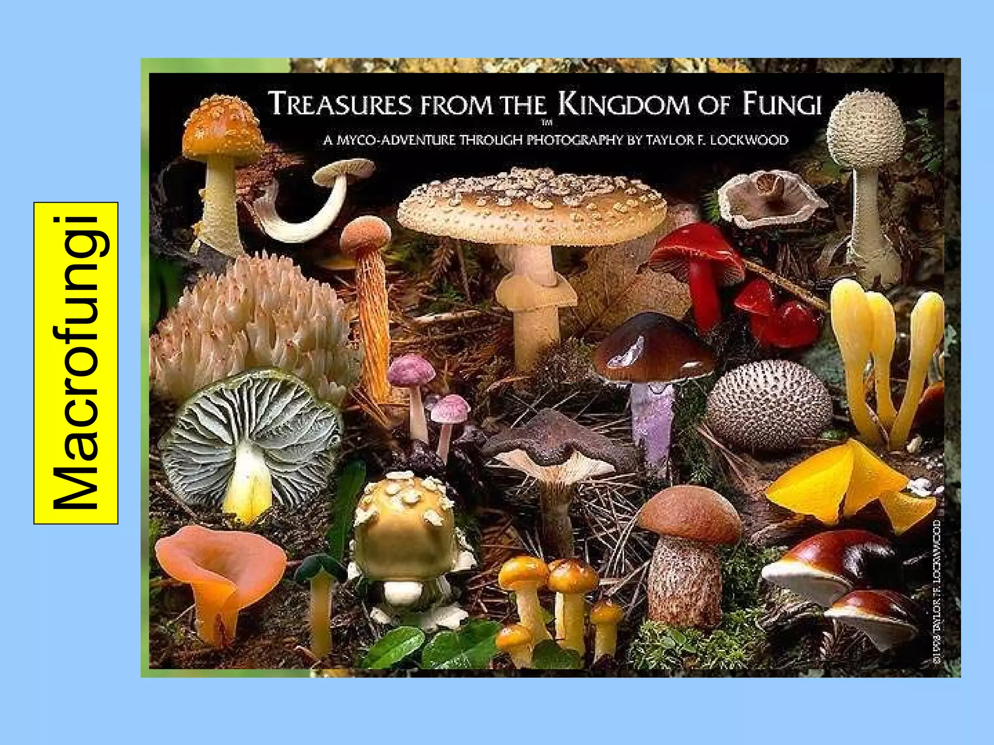 Macrofungi 