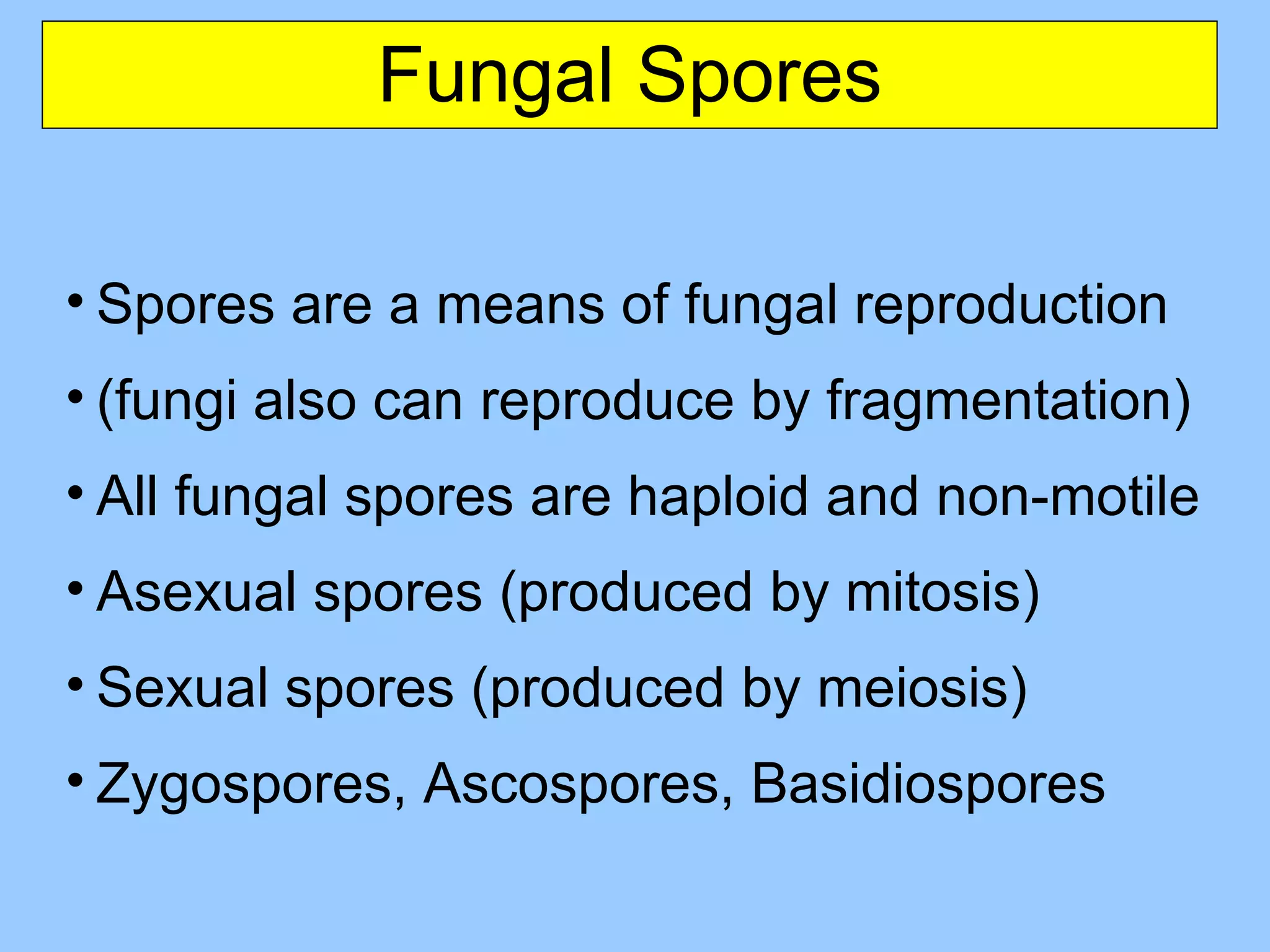 Fungal Spores Spores are a means of fungal reproduction (fungi also can reproduce by fragmentation) All fungal spores are haploid and non-motile Asexual spores (produced by mitosis) Sexual spores (produced by meiosis) Zygospores, Ascospores, Basidiospores 