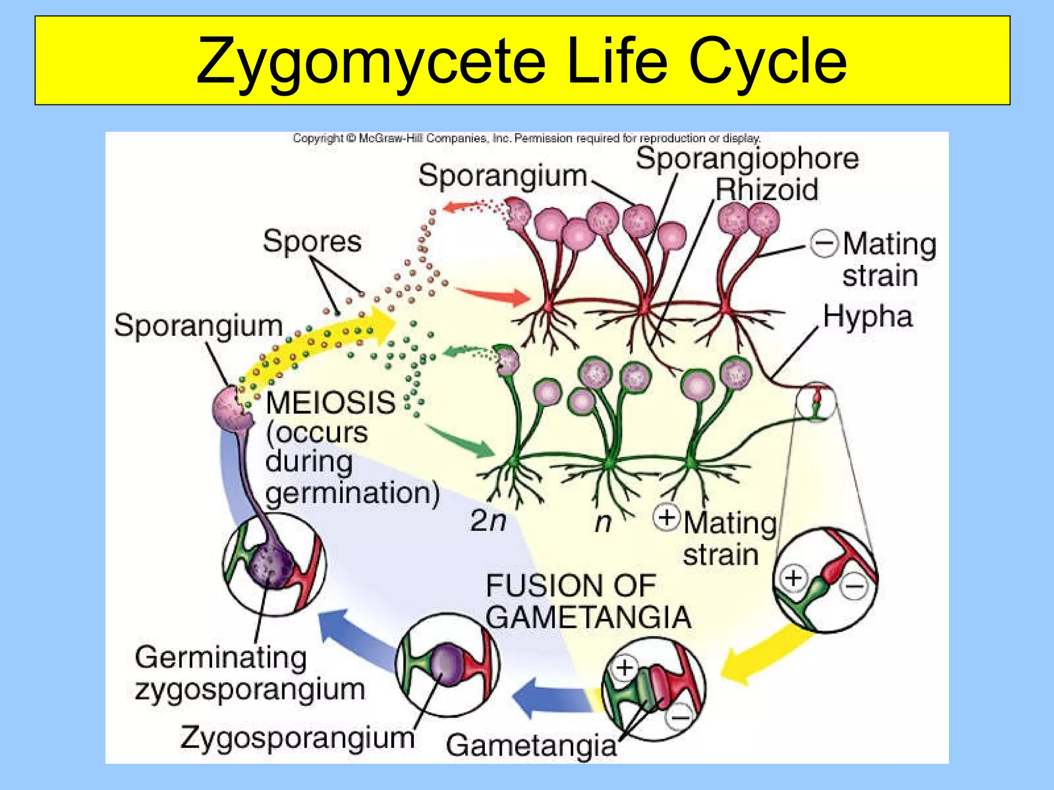 Zygomycete Life Cycle 