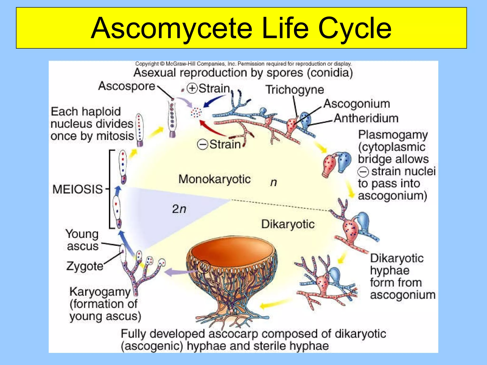 Ascomycete Life Cycle 