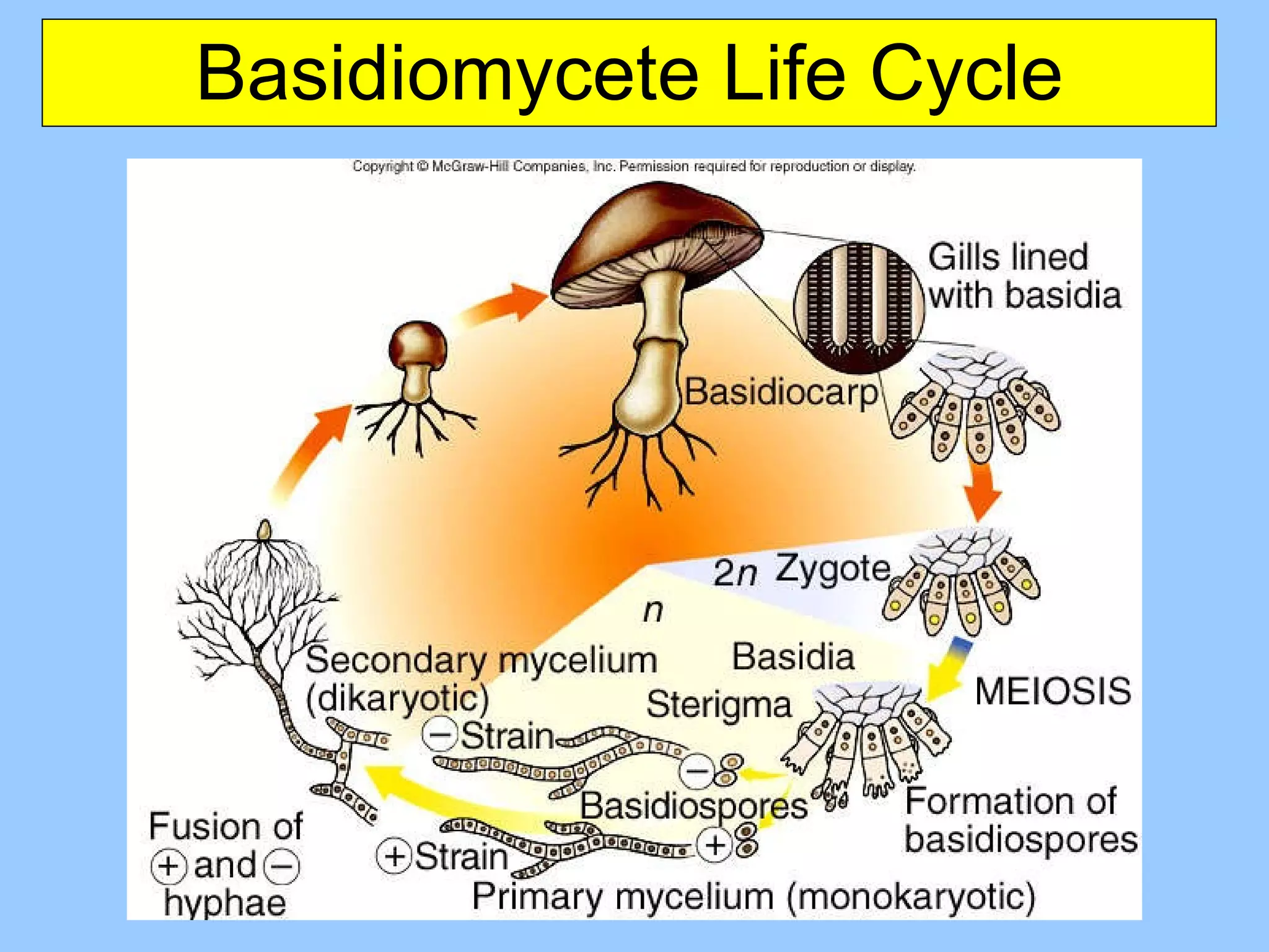 Basidiomycete Life Cycle 