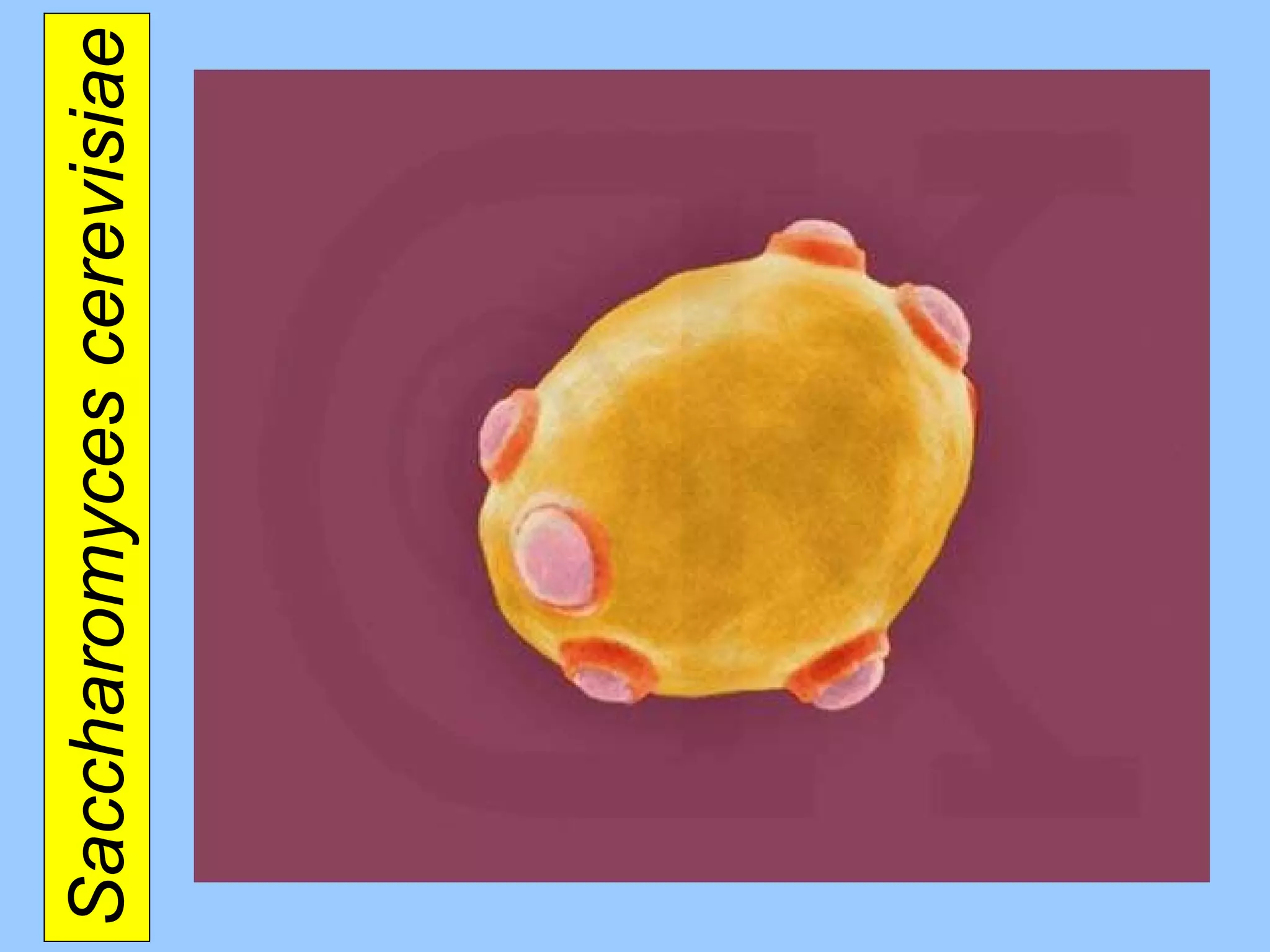 Saccharomyces cerevisiae 