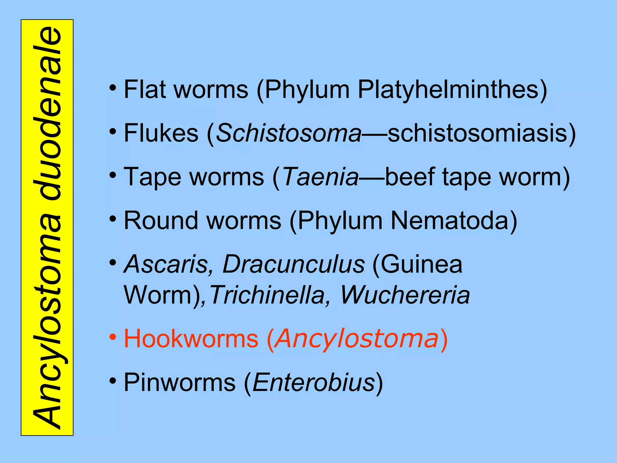 Ancylostoma duodenale Flat worms (Phylum Platyhelminthes) Flukes ( Schistosoma— schistosomiasis ) Tape worms ( Taenia —beef tape worm ) Round worms (Phylum Nematoda) Ascaris, Dracunculus  (Guinea Worm) ,Trichinella, Wuchereria Hookworms ( Ancylostoma ) Pinworms ( Enterobius ) 