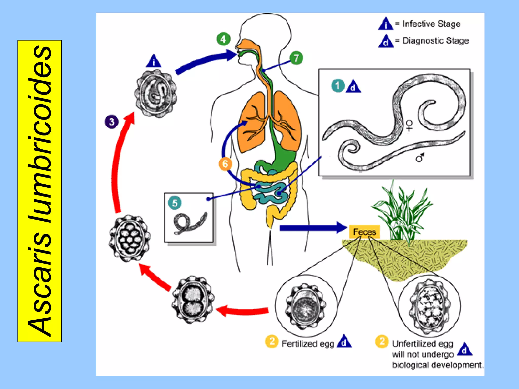 Ascaris lumbricoides 