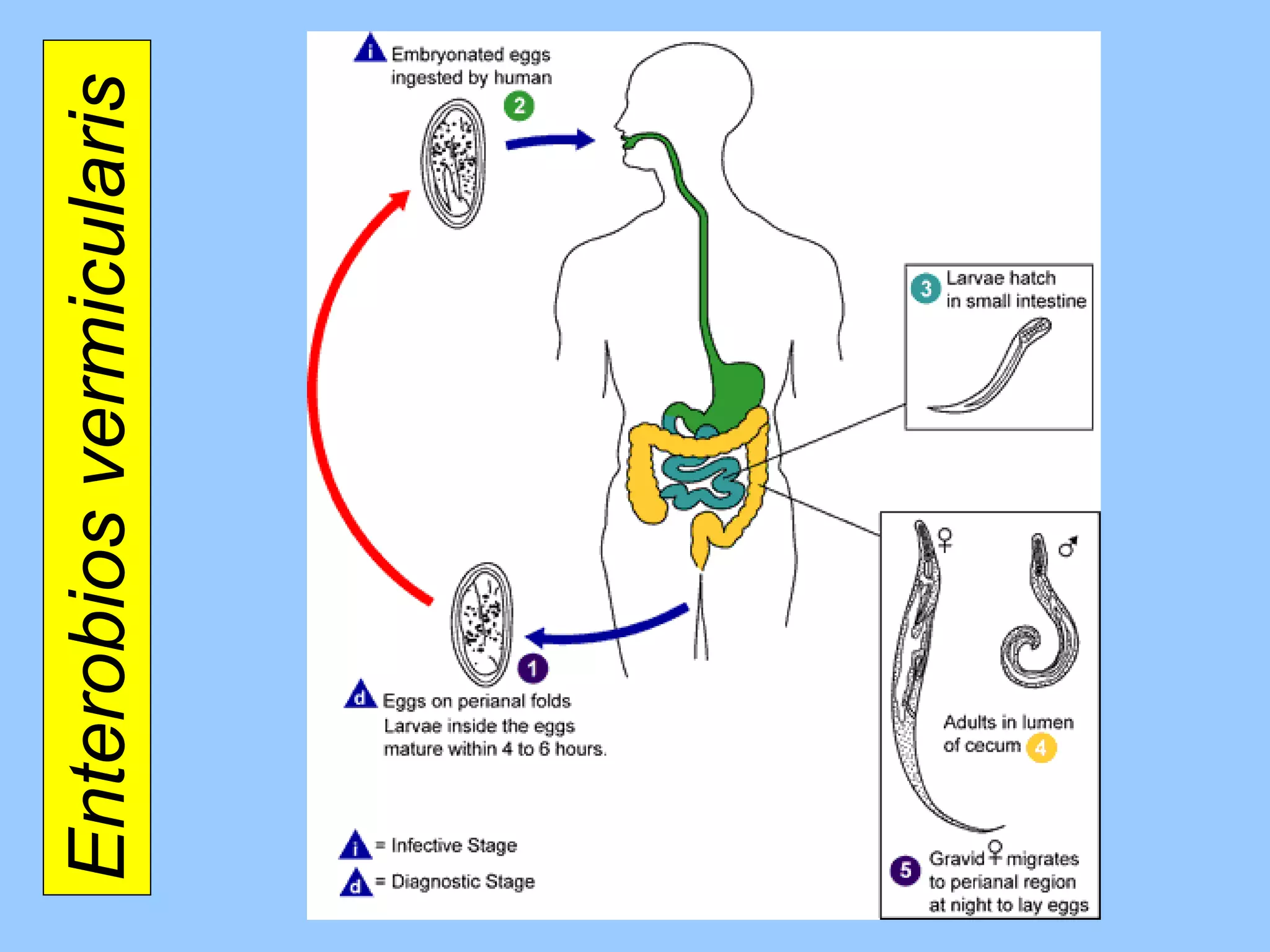 Enterobios vermicularis  