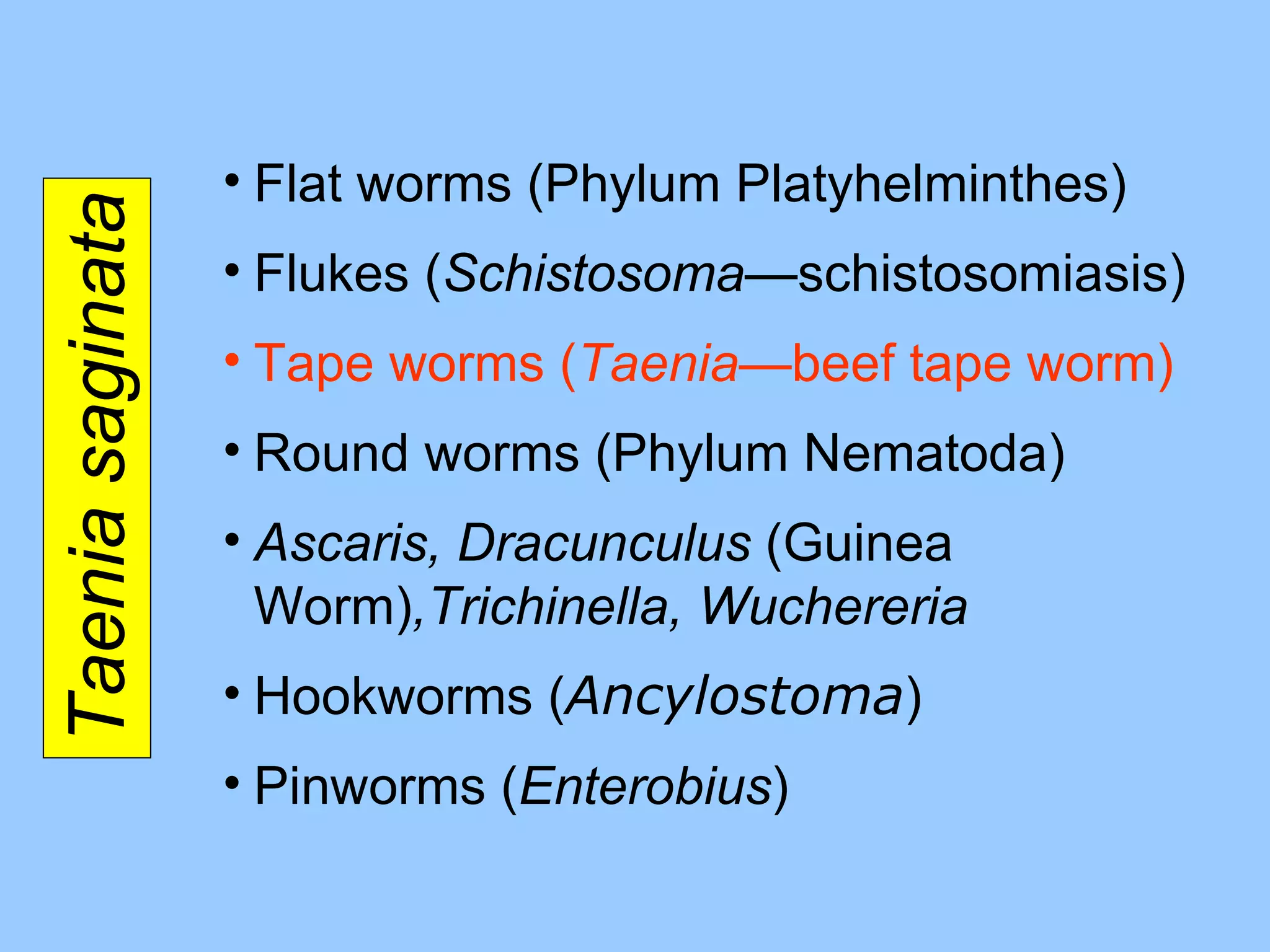 Taenia saginata Flat worms (Phylum Platyhelminthes) Flukes ( Schistosoma— schistosomiasis ) Tape worms ( Taenia —beef tape worm ) Round worms (Phylum Nematoda) Ascaris, Dracunculus  (Guinea Worm) ,Trichinella, Wuchereria Hookworms ( Ancylostoma ) Pinworms ( Enterobius ) 