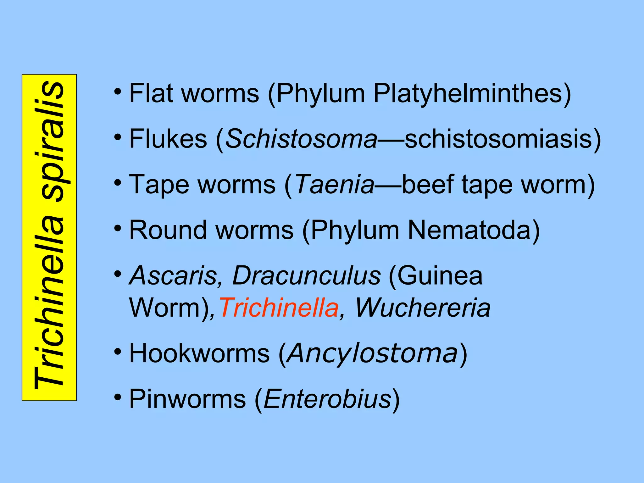 Trichinella spiralis Flat worms (Phylum Platyhelminthes) Flukes ( Schistosoma— schistosomiasis ) Tape worms ( Taenia —beef tape worm ) Round worms (Phylum Nematoda) Ascaris, Dracunculus  (Guinea Worm) , Trichinella , Wuchereria Hookworms ( Ancylostoma ) Pinworms ( Enterobius ) 