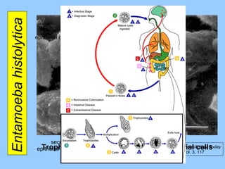 Entamoeba histolytica  Trophozoites engulfing detached epithelial cells ingested epithelial cell trophozoite second epithelial cell Parasitology Today Vol. 3, 117 