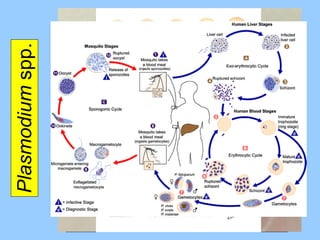 Plasmodium  spp. 