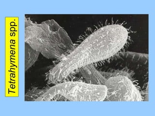 Tetrahymena  spp. 