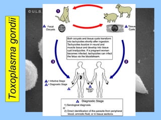 Toxoplasma gondii 