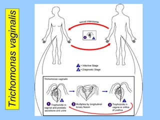 Trichomonas vaginalis 