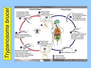 Trypanosoma brucei 